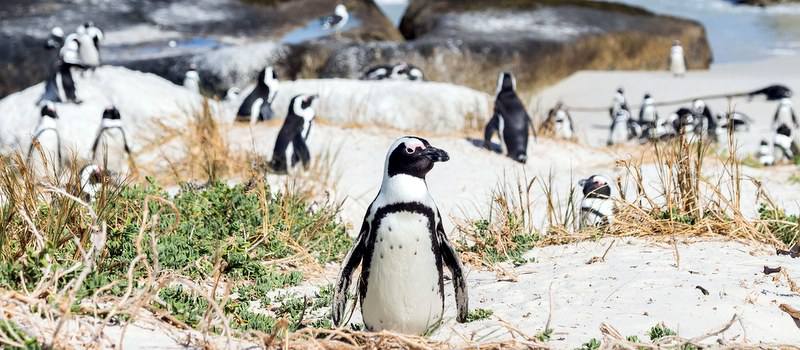 フンボルトペンギン 浮気したってよ 一夫一妻制の動物 東京都新宿区の探偵社 オハラ調査事務所